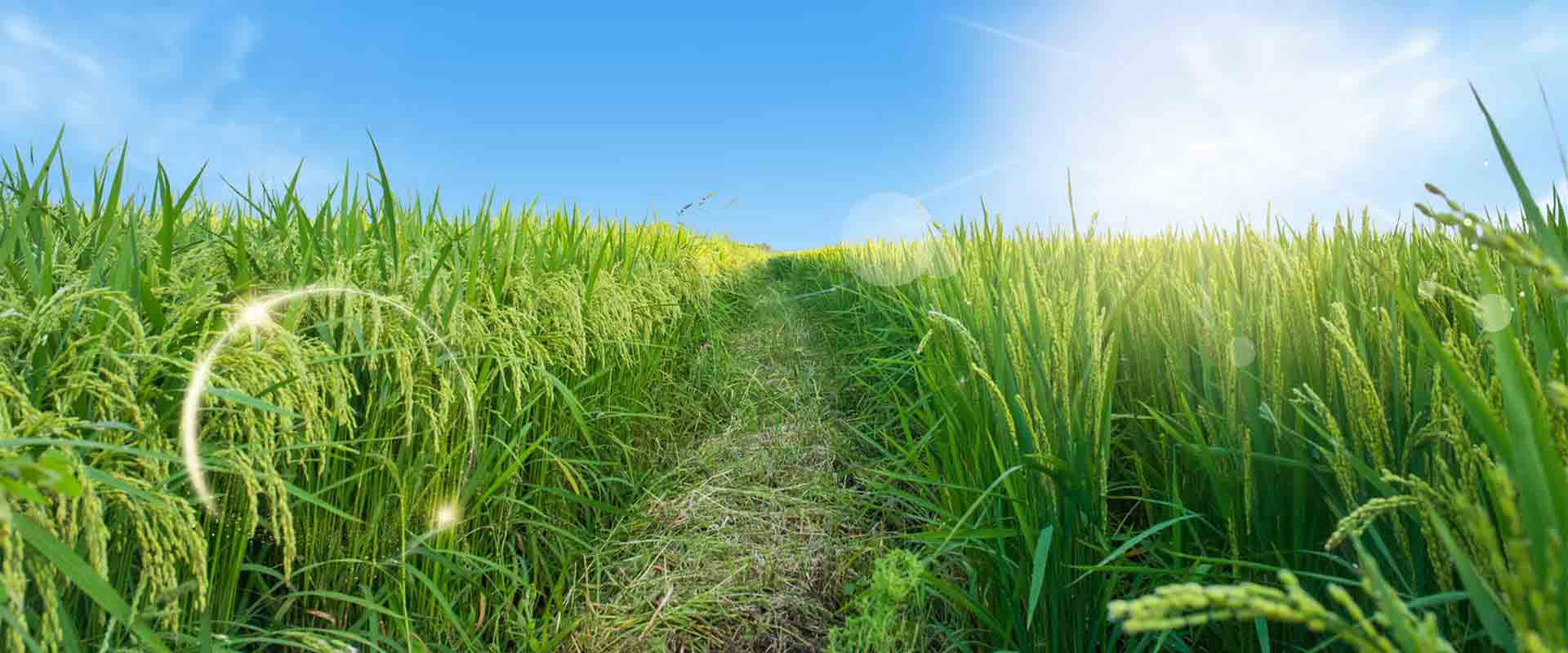 農(nóng)林種植小氣候觀測(cè)自動(dòng)氣象站方案